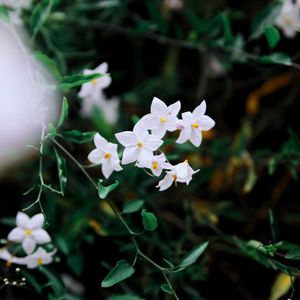 Preview wallpaper flowers, petals, branches, white