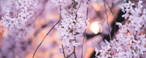 Preview wallpaper flowers, petals, branches, spring, macro, pink