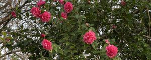 Preview wallpaper flowers, petals, branches, leaves, bush
