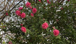 Preview wallpaper flowers, petals, branches, leaves, bush