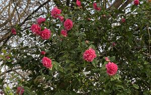 Preview wallpaper flowers, petals, branches, leaves, bush