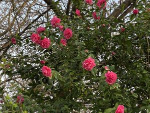 Preview wallpaper flowers, petals, branches, leaves, bush