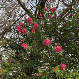 Preview wallpaper flowers, petals, branches, leaves, bush