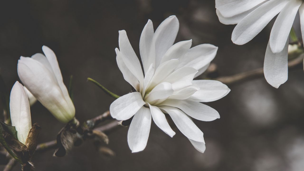 Wallpaper flowers, petals, branches, macro hd, picture, image