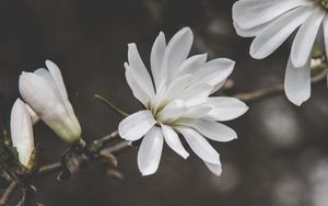 Preview wallpaper flowers, petals, branches, macro