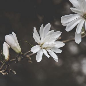 Preview wallpaper flowers, petals, branches, macro