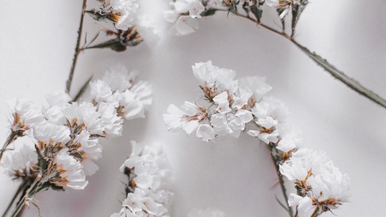 Wallpaper flowers, petals, branches, white, macro hd, picture, image