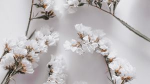 Preview wallpaper flowers, petals, branches, white, macro
