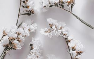 Preview wallpaper flowers, petals, branches, white, macro