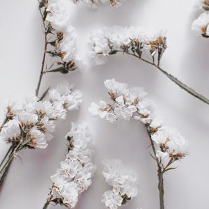 Preview wallpaper flowers, petals, branches, white, macro
