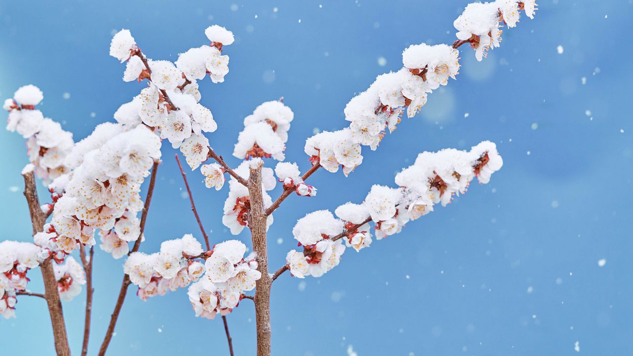 Wallpaper flowers, petals, branches, snow, nature