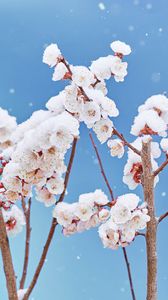 Preview wallpaper flowers, petals, branches, snow, nature