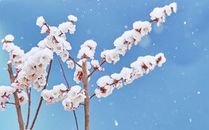 Preview wallpaper flowers, petals, branches, snow, nature