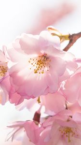 Preview wallpaper flowers, petals, branches, stamens, spring, pink