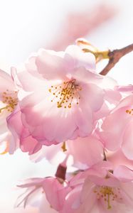 Preview wallpaper flowers, petals, branches, stamens, spring, pink