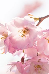 Preview wallpaper flowers, petals, branches, stamens, spring, pink