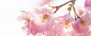 Preview wallpaper flowers, petals, branches, stamens, spring, pink