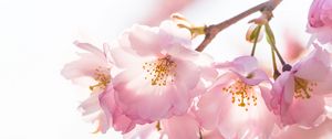 Preview wallpaper flowers, petals, branches, stamens, spring, pink