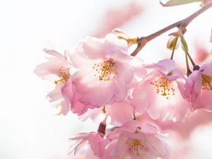 Preview wallpaper flowers, petals, branches, stamens, spring, pink