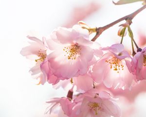 Preview wallpaper flowers, petals, branches, stamens, spring, pink