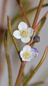 Preview wallpaper flowers, petals, branches, blur