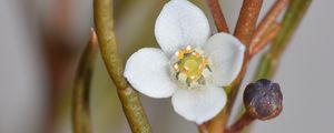 Preview wallpaper flowers, petals, branches, blur