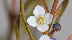 Preview wallpaper flowers, petals, branches, blur