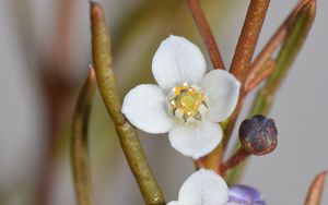 Preview wallpaper flowers, petals, branches, blur