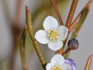 Preview wallpaper flowers, petals, branches, blur