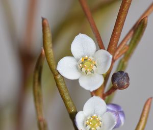 Preview wallpaper flowers, petals, branches, blur