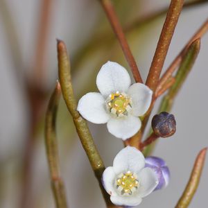 Preview wallpaper flowers, petals, branches, blur