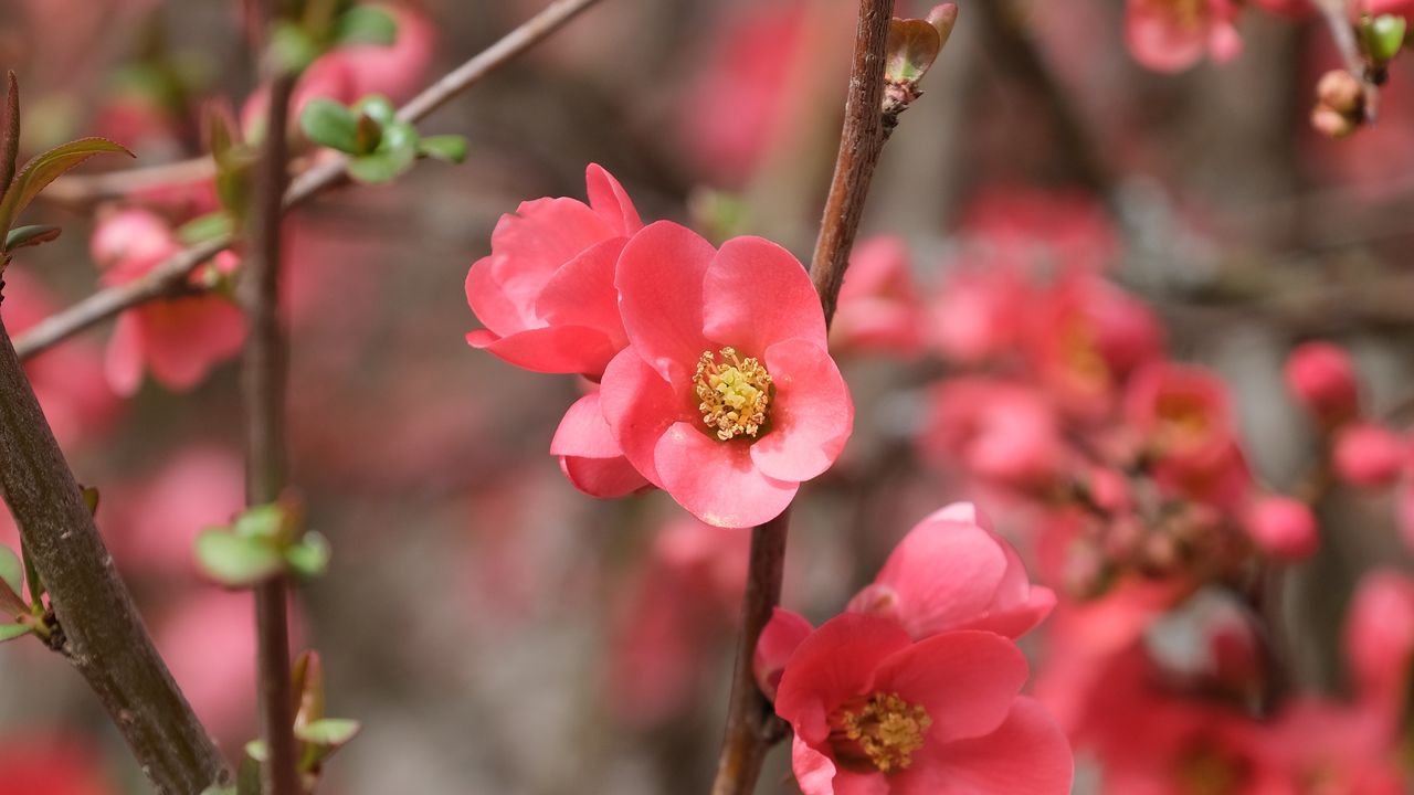 Wallpaper flowers, petals, branches, pink, spring, blur