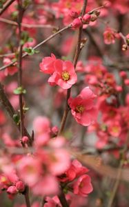 Preview wallpaper flowers, petals, branches, pink, spring, blur