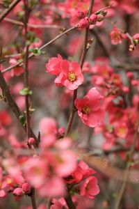 Preview wallpaper flowers, petals, branches, pink, spring, blur