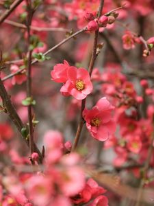Preview wallpaper flowers, petals, branches, pink, spring, blur