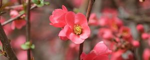 Preview wallpaper flowers, petals, branches, pink, spring, blur