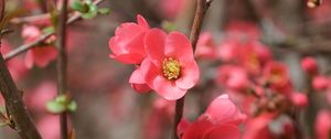 Preview wallpaper flowers, petals, branches, pink, spring, blur