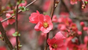Preview wallpaper flowers, petals, branches, pink, spring, blur