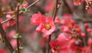 Preview wallpaper flowers, petals, branches, pink, spring, blur