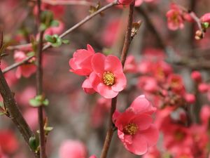 Preview wallpaper flowers, petals, branches, pink, spring, blur