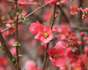 Preview wallpaper flowers, petals, branches, pink, spring, blur