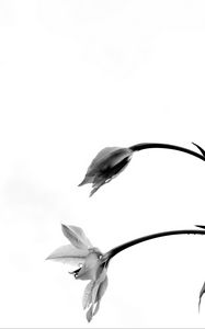 Preview wallpaper flowers, petals, bud, drops, bw