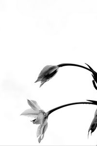 Preview wallpaper flowers, petals, bud, drops, bw