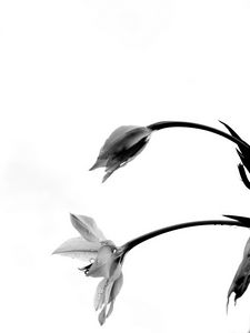 Preview wallpaper flowers, petals, bud, drops, bw