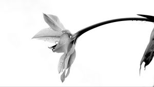 Preview wallpaper flowers, petals, bud, drops, bw