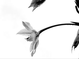 Preview wallpaper flowers, petals, bud, drops, bw