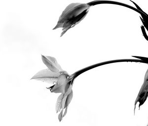 Preview wallpaper flowers, petals, bud, drops, bw