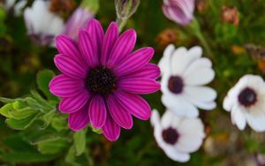 Preview wallpaper flowers, petals, buds, blur