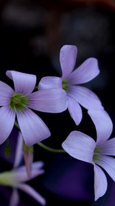 Preview wallpaper flowers, petals, buds, lilac