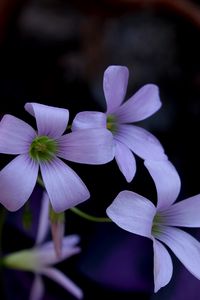 Preview wallpaper flowers, petals, buds, lilac